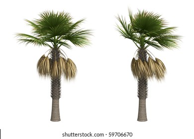Sabal palm isolated on white background