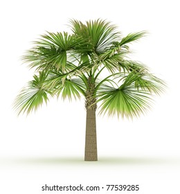 Sabal palm isolated over white