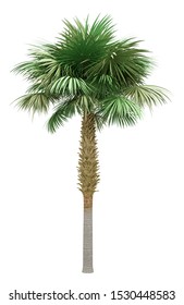 sabal palm tree isolated on white background. 3d illustration