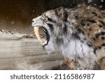 A saber tiger with a wonderful tusk barks in the snowstorm, and it