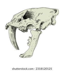 
saber tooth tiger skull