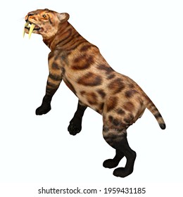 Sabre Tooth Tiger Images Stock Photos Vectors Shutterstock