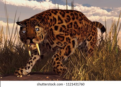 A saber-toothed cat, a smilodon, stalks through tall grass beneath a cloudy sky.  This prehistoric looks right at you with a menacing glare. 3D Rendering