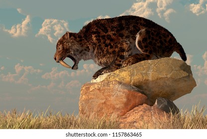 A Saber-toothed Cat Stands Atop A Boulder On A Grassy Plain. The Ferocious Prehistoric Predator Bears His Wicked Curved Teeth As He Looks Across The Golden Grass. 3D Rendering