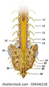 Sacral Nerve Branch