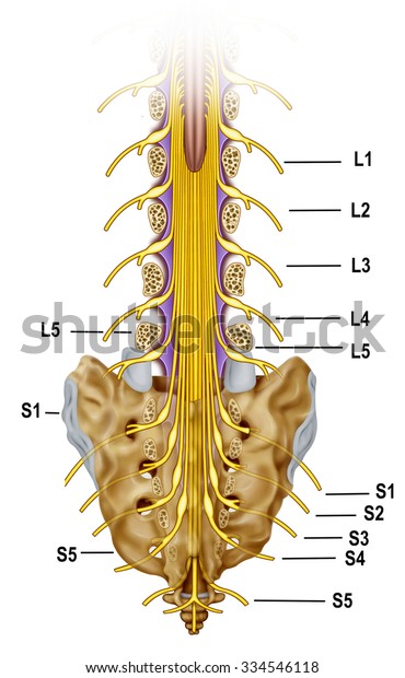 Sacral Nerve Branch Stock Illustration 334546118