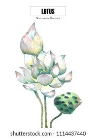 Sacred lotus water lily | watercolor nature and botanic painting with clipping path