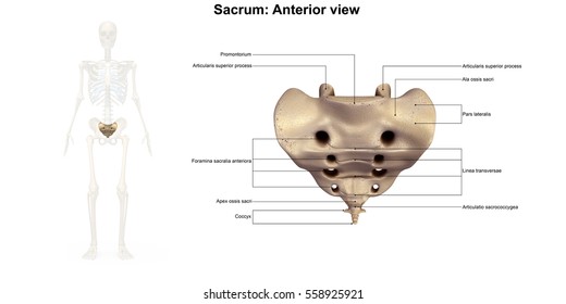 Sacrum and Coccyx Images, Stock Photos & Vectors | Shutterstock