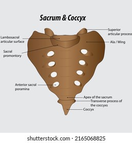 229 Posterior view pelvis Images, Stock Photos & Vectors | Shutterstock