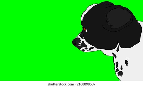 A Sad Face Of A Jack Russel Terrier Dog On The Green Screen