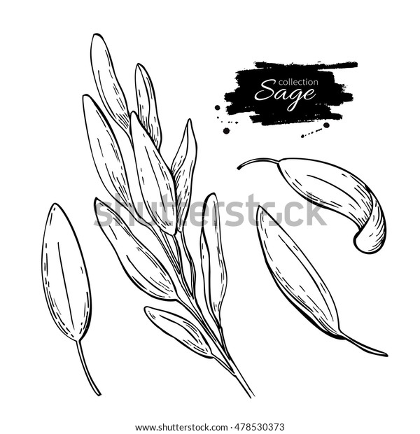 Sage Drawing Set Isolated Sage Plant Stock Illustration 478530373