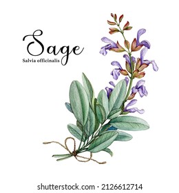 Sage Herb. Watercolor Illustration. Hand Drawn Salvia Plant. Realistic Botanical Organic Sage Plant. Natural Salvia Bunch With Flowers And Green Leaves. Medical Health Herb. White Background