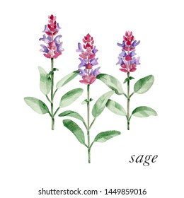 Sage Drawing Images Stock Photos Vectors Shutterstock Thank you so much for drawing sage! https www shutterstock com image illustration sage plant aquarelle illustration botanical watercolor 1449859016