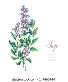 Sage. Watercolor Botanical Hand Drawn Illustration. Salvia
