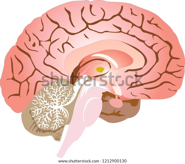 Human Brain Sagittal View