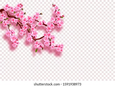 Sakura Flower Transparent Background Hd Stock Images Shutterstock