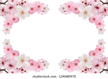 Sakura Flower Illustration White Background Stock Illustration ...