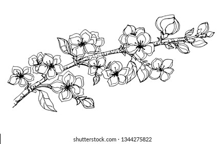 Sketch Floral Botany Collection Apple Tree Stock Vector (Royalty Free ...