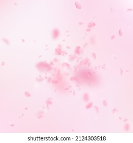 Sakura Petals Falling Down. Romantic Pink Flowers Explosion. Flying Petals On Pink Square Background. Love, Romance Concept. Fancy Wedding Invitation.