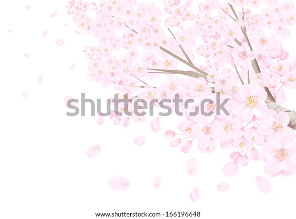 桜の木 のイラスト素材