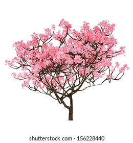 Sakura Tree Isolated