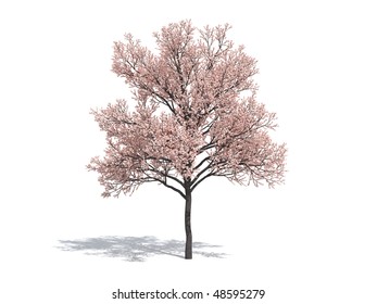 Sakura Tree Isolated On White Background