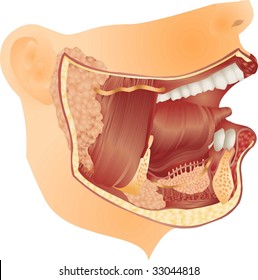 Salivary Gland