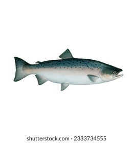 salmon fish  fauna