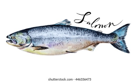 Salmon Fish Whole Isolated On A White Background