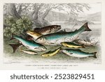 Salmon, Gilse, Salmon Trout, Great Lake Trout, Lake Trout, River Trout, and Parr. by Oliver Goldsmith, scientific illustration, vintage zoological poster, vintage animal drawing of fishes