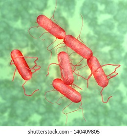 Salmonella Bacteria