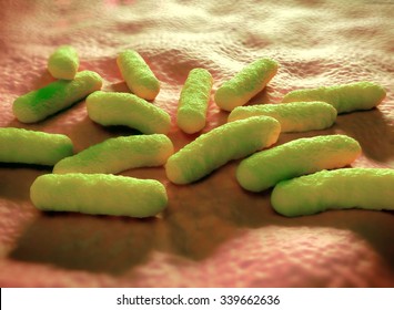 Salmonella Bacteria Can Cause Food Poisoning When They Are Eaten In Contaminated Food