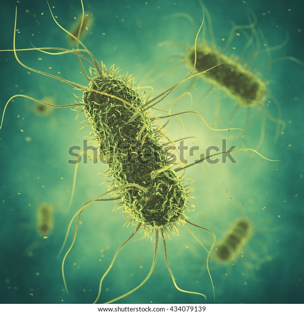 Salmonella bacteria , Germ infection , Epidemic
bacterial
disease