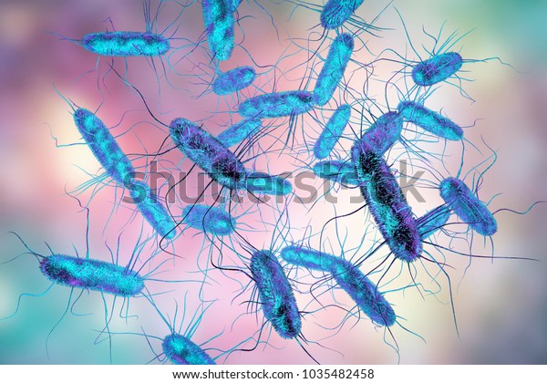 Salmonella Bacteria S Typhi S Typhimurium Stock Illustration 1035482458 ...