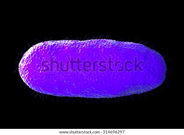 Salmonella typhimurium bacterium, a flagellate,
Gram-negative bacillus. S. typhimurium is a major cause of food
poisoning (salmonellosis) in humans. Salmonella bacteria are
transmitted in
food