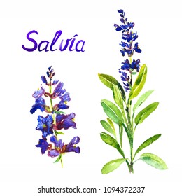 Watercolor Salvia Images, Stock Photos & Vectors | Shutterstock