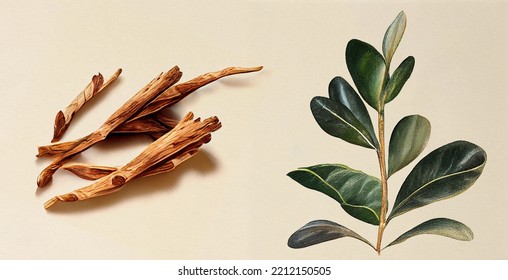 Sandal Wood (Santalum Album). Botanical illustration on white paper. The best medicinal plants, their effects and contraindications. Natural medicine. Plant properties