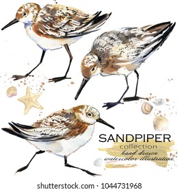 Sandpiper bird hand drawn watercolor illustration set