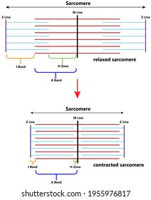 Sarcomere To Show I Ban, A Band, H Zone, Myosin, Actin, Z Line And M Line. Both Relaxed And Contracted Sarcomere Images.  