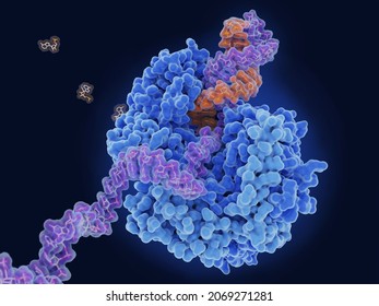 The SARS-CoV-2 RNA Polymerase Replicating The Viral RNA. 3d Illustration