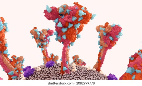 SARS-CoV-2 Spike Protein Glycan Shield (in Blue) Thwart The Host Immune Response.
Coronavirus Structure. 3d Illustration
