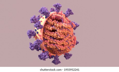 SARS-CoV-2, Structure Of The Coronavirus Genome A Twisted Strand Of  Of RNA  is The Blueprint The Virus Uses To Replicate. 3d Illustration