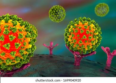 SARS-CoV-2 viruses binding to ACE-2 receptors on a human cell, the initial stage of COVID-19 infection, conceptual 3D illustration