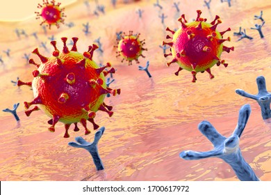 SARS-CoV-2 Viruses Binding To ACE-2 Receptors On A Human Cell, The Initial Stage Of COVID-19 Infection, Conceptual 3D Illustration