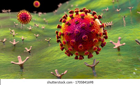 SARS-CoV-2 Viruses Binding To ACE-2 Receptors On A Human Cell, The Initial Stage Of COVID-19 Infection, Conceptual 3D Illustration