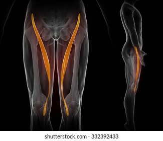 Groin Muscle Images, Stock Photos & Vectors | Shutterstock