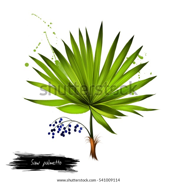 Saw palmetto fruit isolated on white.\
Serenoa repens sole species classified in genus Serenoa. Fruits\
highly enriched with fatty acids and phytosterols. Digital art\
watercolor\
illustration