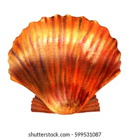 Seashell Watercolor Images Stock Photos Vectors Shutterstock