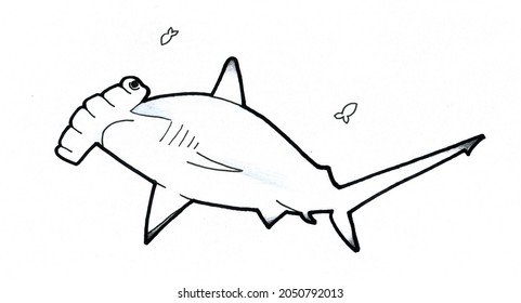 Scalloped Hammerhead, Hand Made  Drawing 