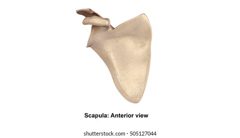 肩甲骨 の画像 写真素材 ベクター画像 Shutterstock
